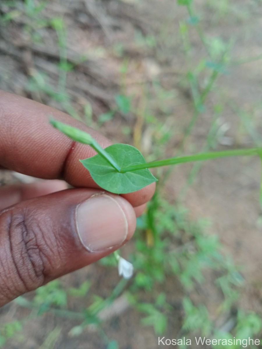 Canscora roxburghii Arn. ex Miq.